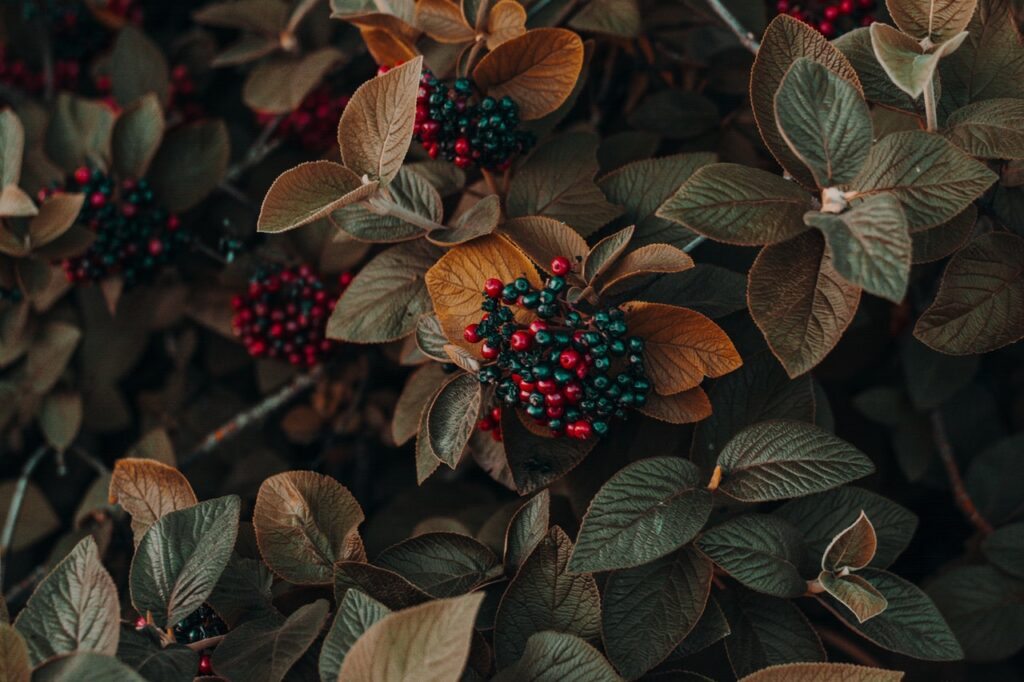 plant berries extract