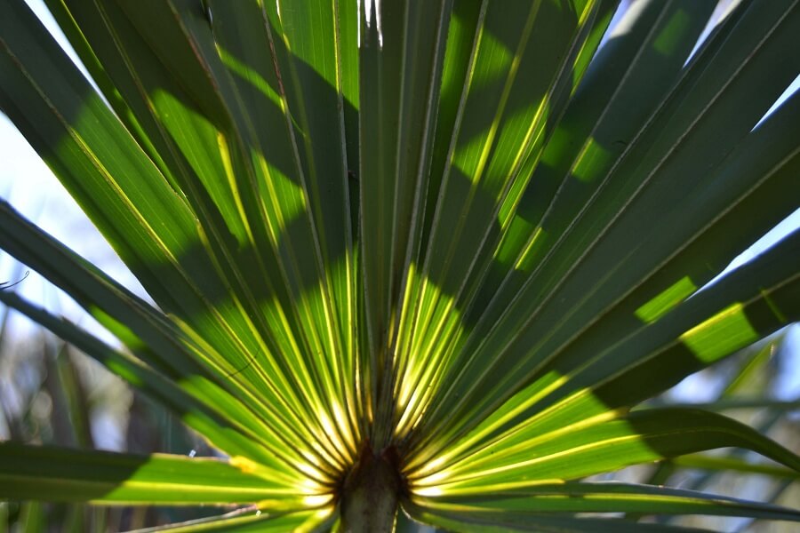 saw palmetto plant for skincare